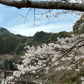 下山完了
池の周りは三分咲き🌸
この1本だけ八分咲き🌸
クールダウン完了✅足が軽くなりしたとさ👍