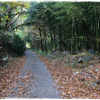 八国見山への分岐まで戻ってきて、次へ進みます。