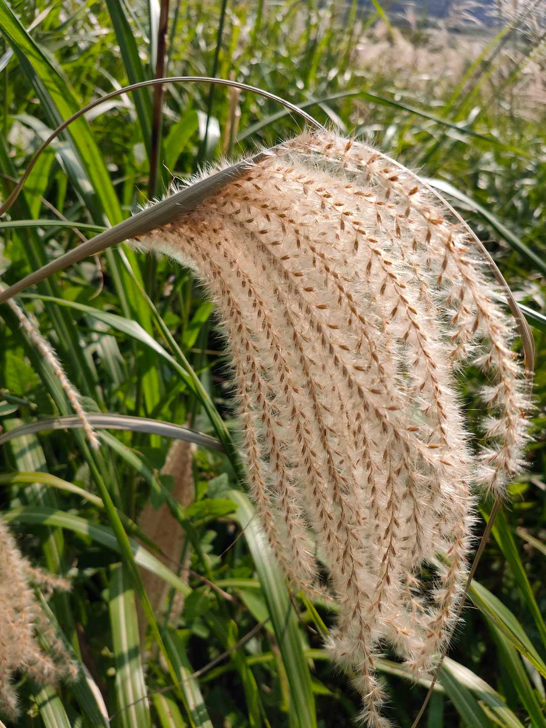 開いてないススキ🌾が
多いなか、満開😆