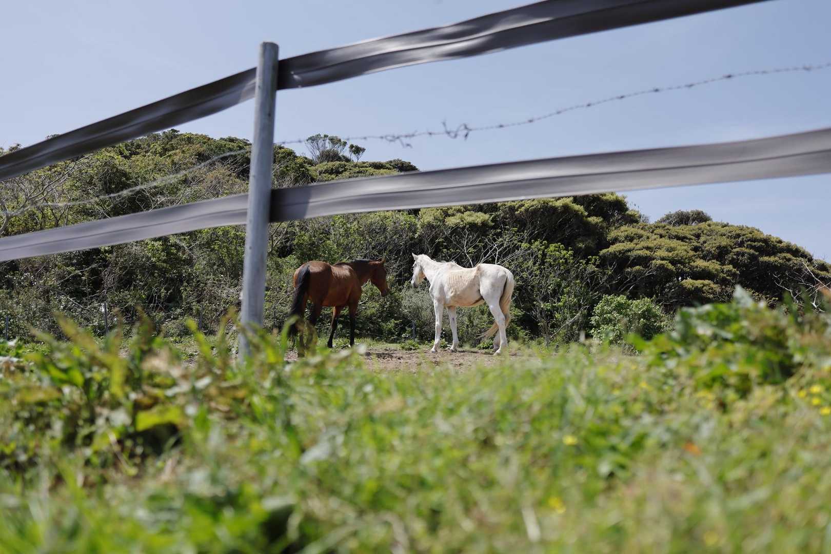 牧場の馬さん🐴
痩せてる💦