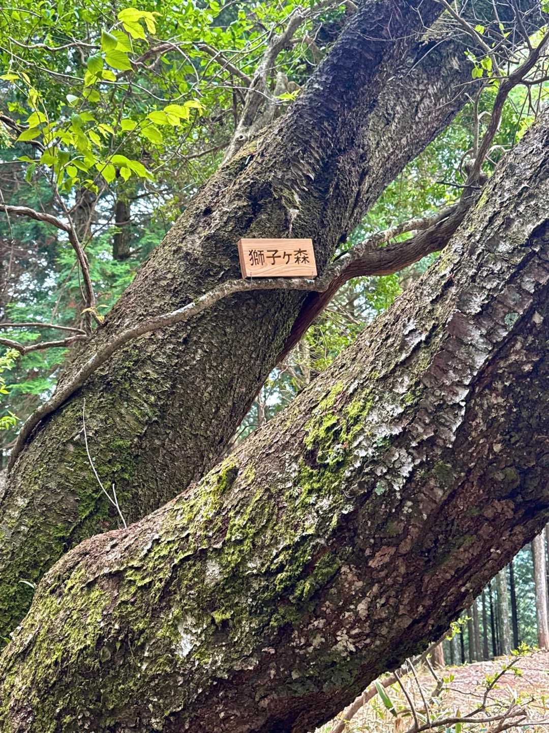 絶妙な位置に置かれた山標。
