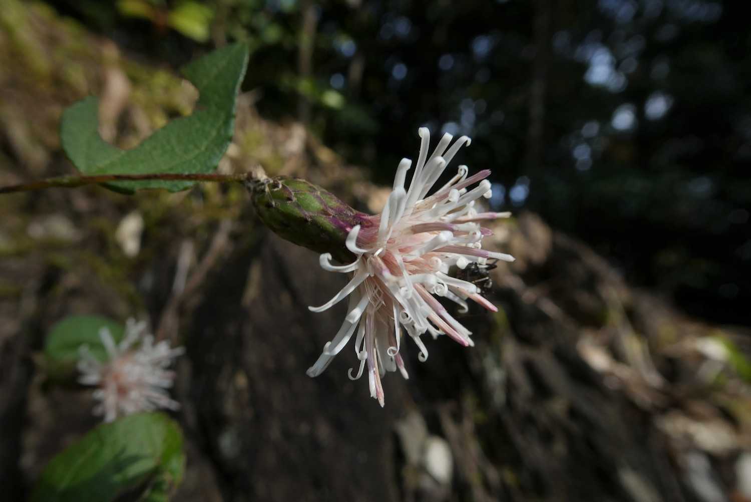 三郷山の最新登山情報 / 人気の登山ルート、写真、天気など | YAMAP