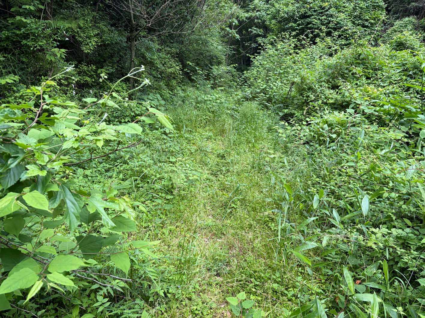 短めだが草が覆っているゾーンもあり🍀