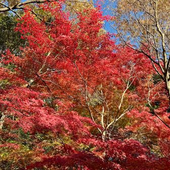 もみじは、紅葉真っ盛り🍁🍁