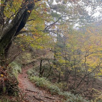 色づく登山道