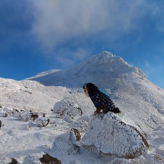 登山犬ロント(ronto322)