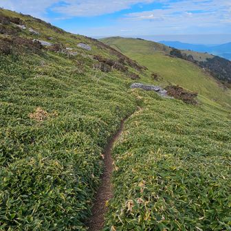 でも山頂へは向かわずに右へ。トラバース道を選びます。下山バスに間に合うか、ちょっと心許ないので。