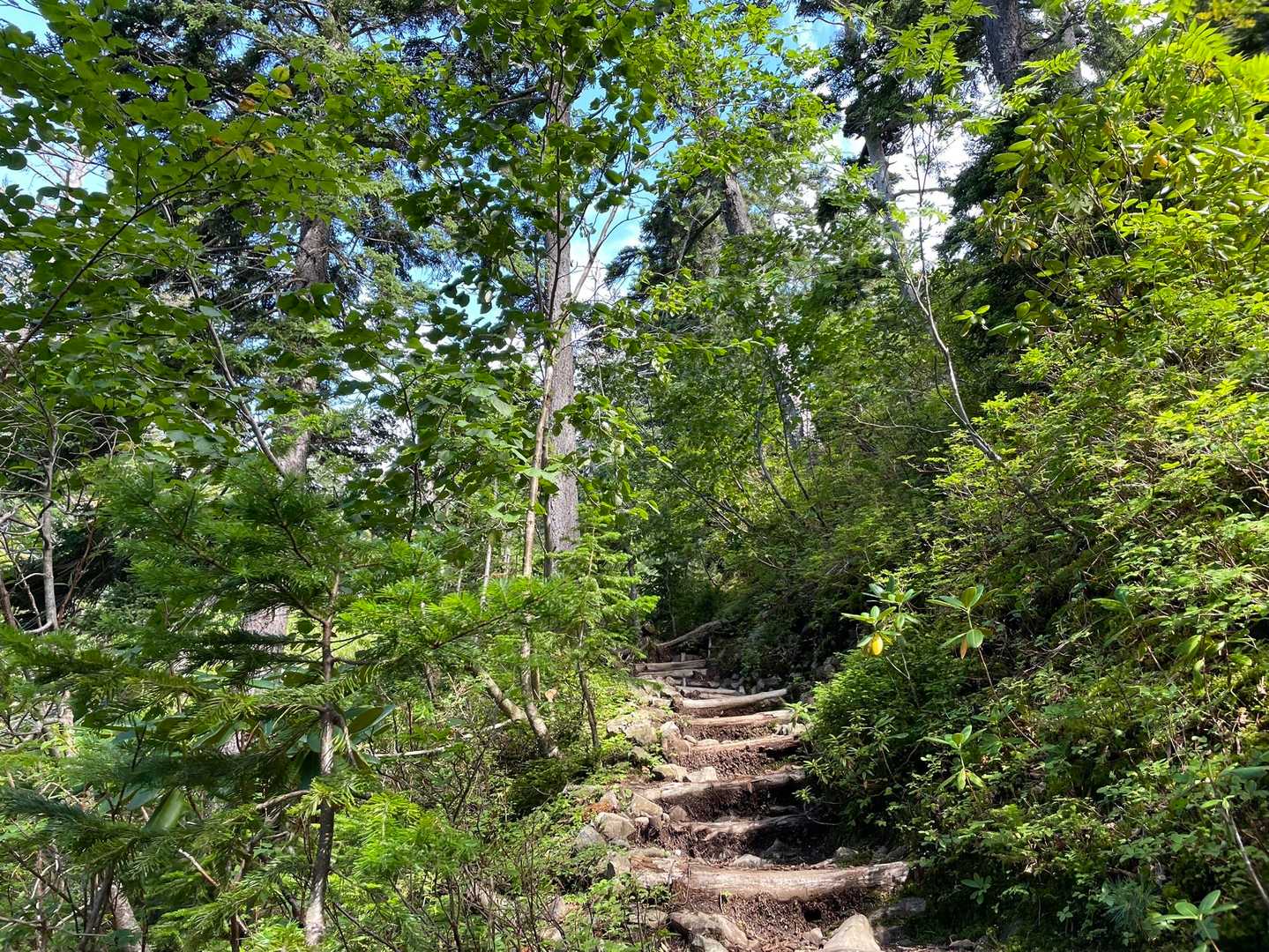 綺麗に整備されていて歩きやすい登山道が続きます🥾