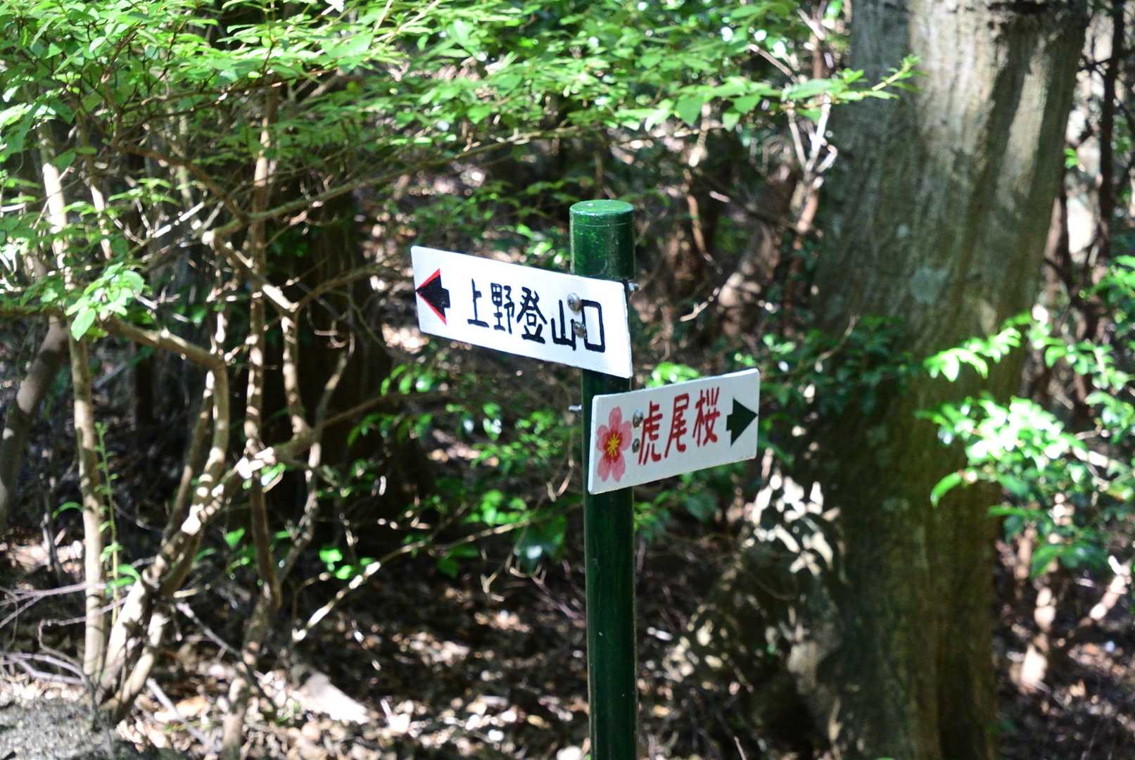 虎尾桜はこちら