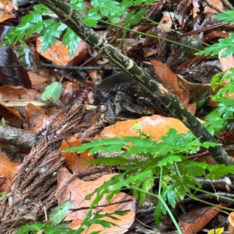 緑の子か⁉️とか思ったけど、