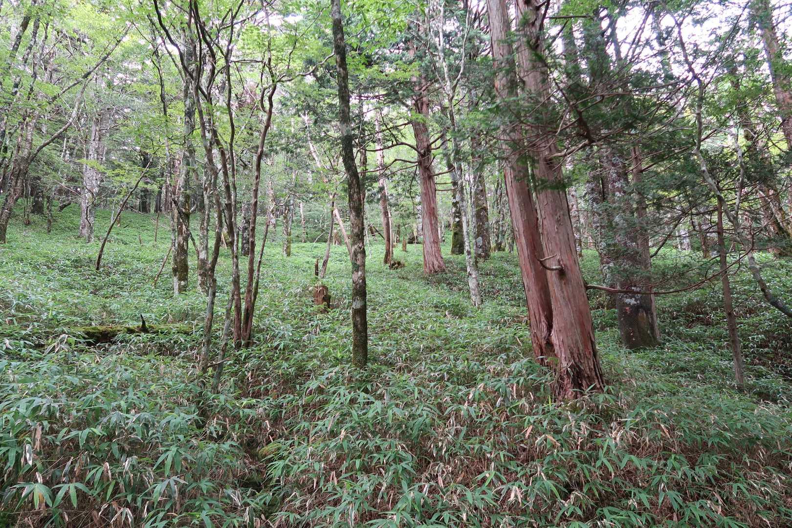 笹に杉。違和感があるのは私だけかな？
