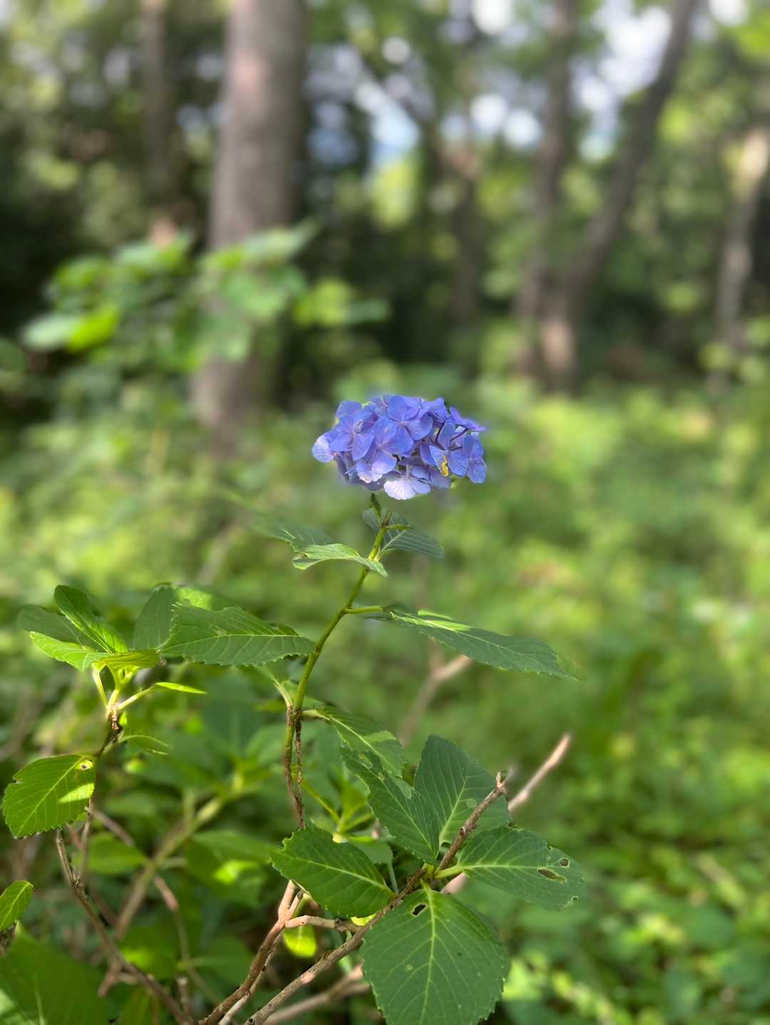 ヤマアジサイ？がひとつ。お花って、やっぱ嬉しい😊