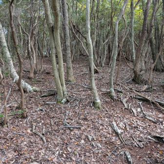 拝の山手前。急登で道なし