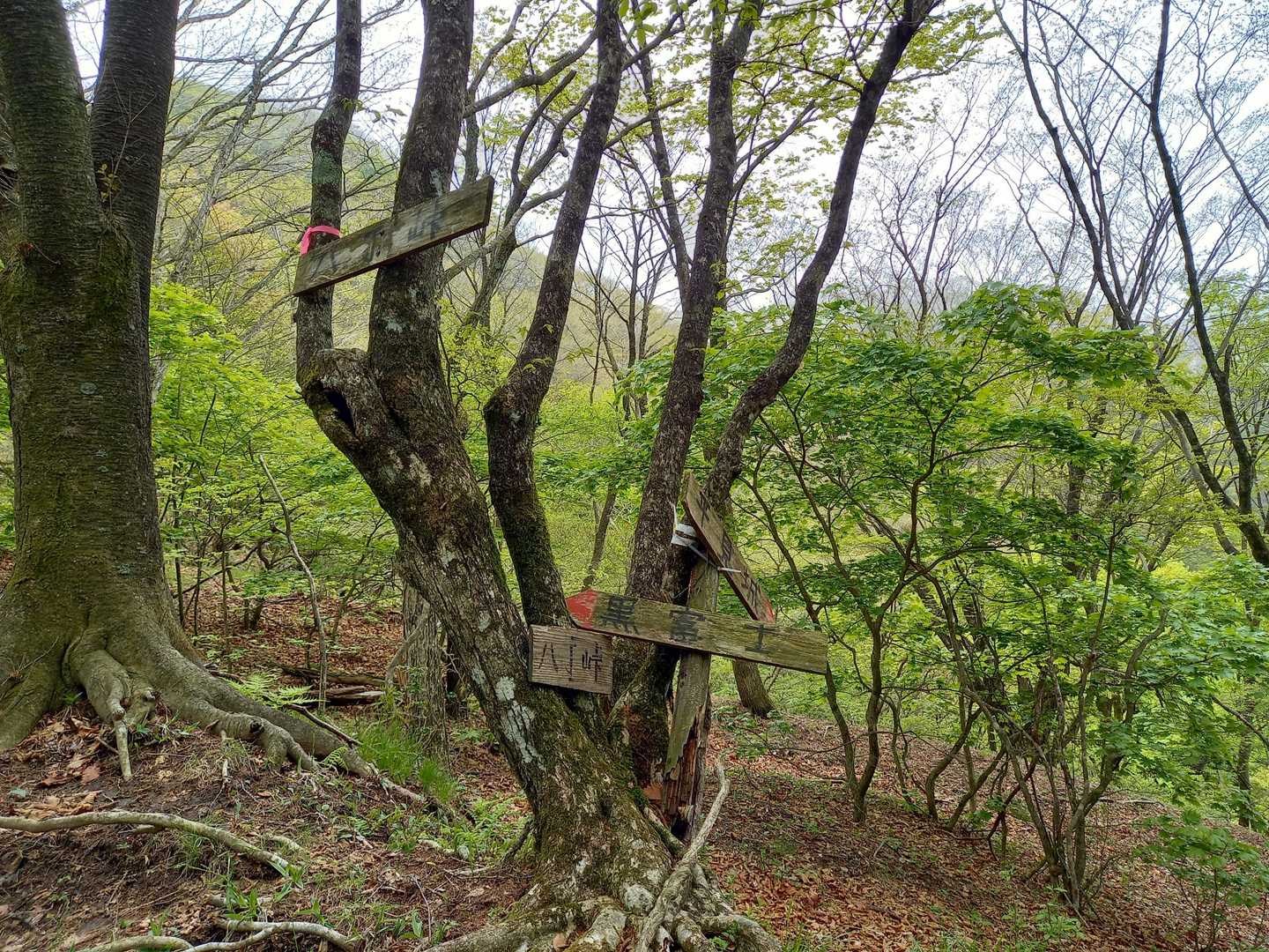 分岐