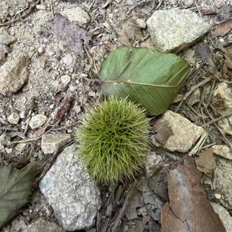 早いけど栗🌰
