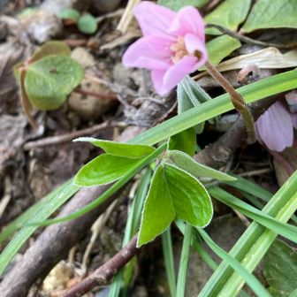 ピンクのカタバミ🩷