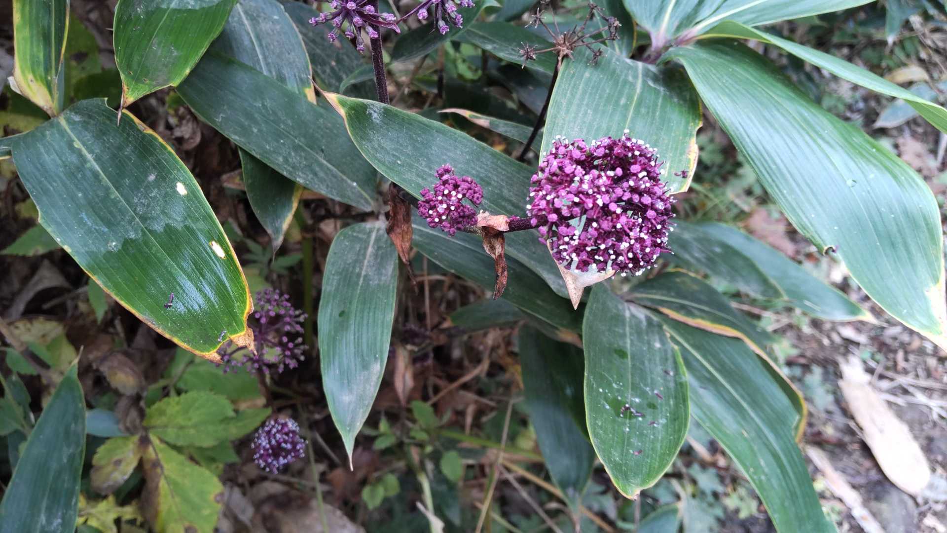 🌸