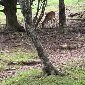 でも爆竹の効果あるのかないのか？
キャンプ場に鹿🦌がいた😅