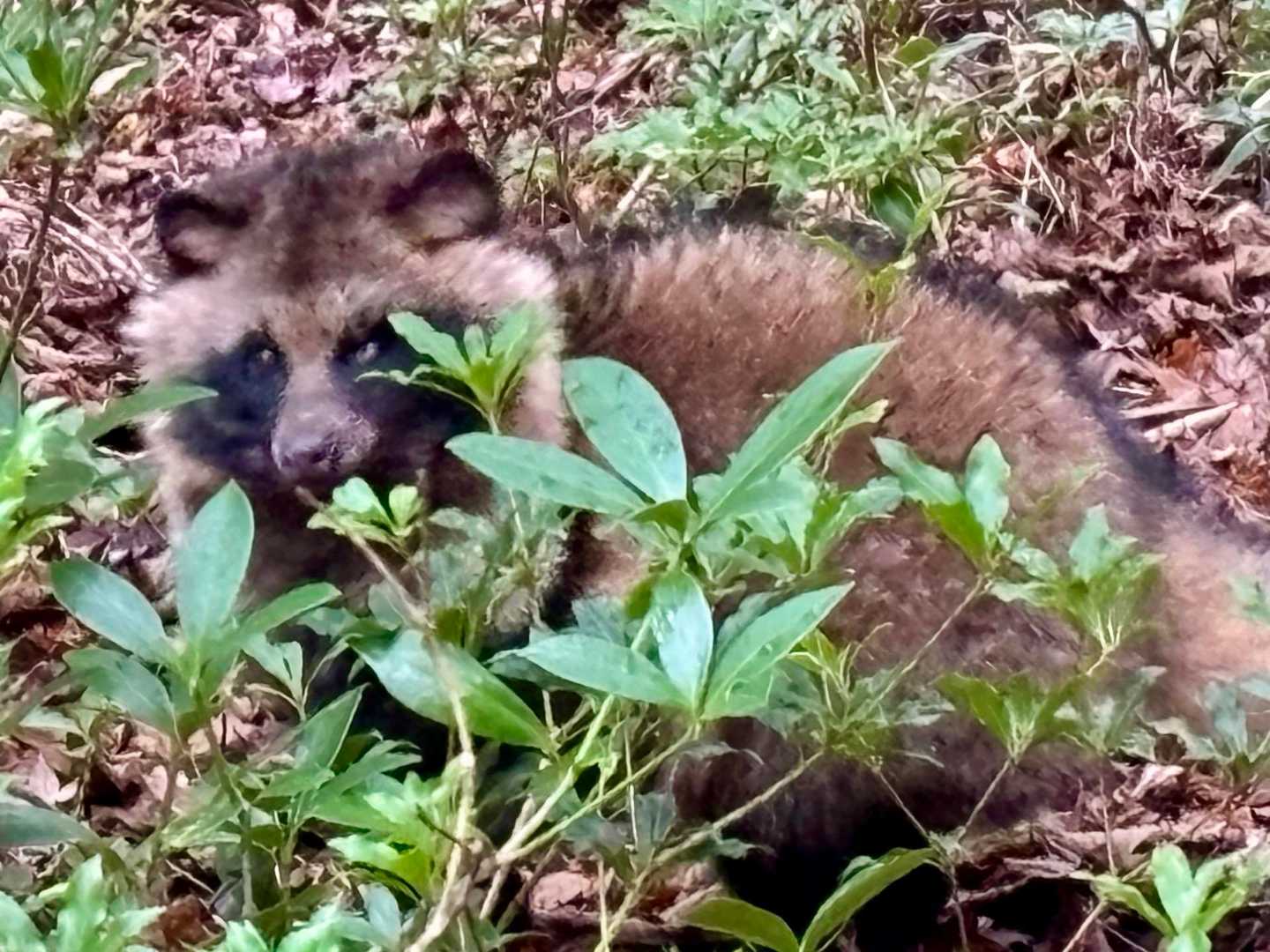 狸に遭遇😳
人慣れしてそう