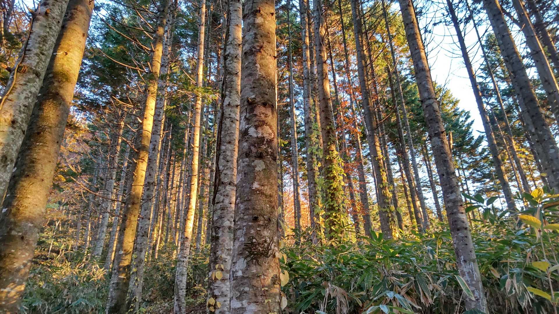 黒松内岳 往復コースの写真