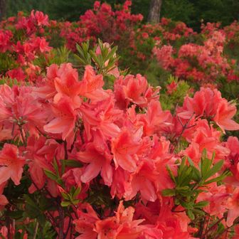 山頂周辺は見頃ピーク