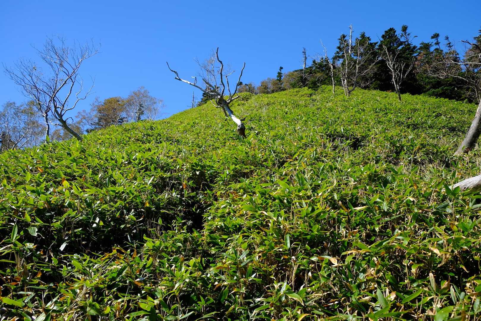 山頂まで最後の登り