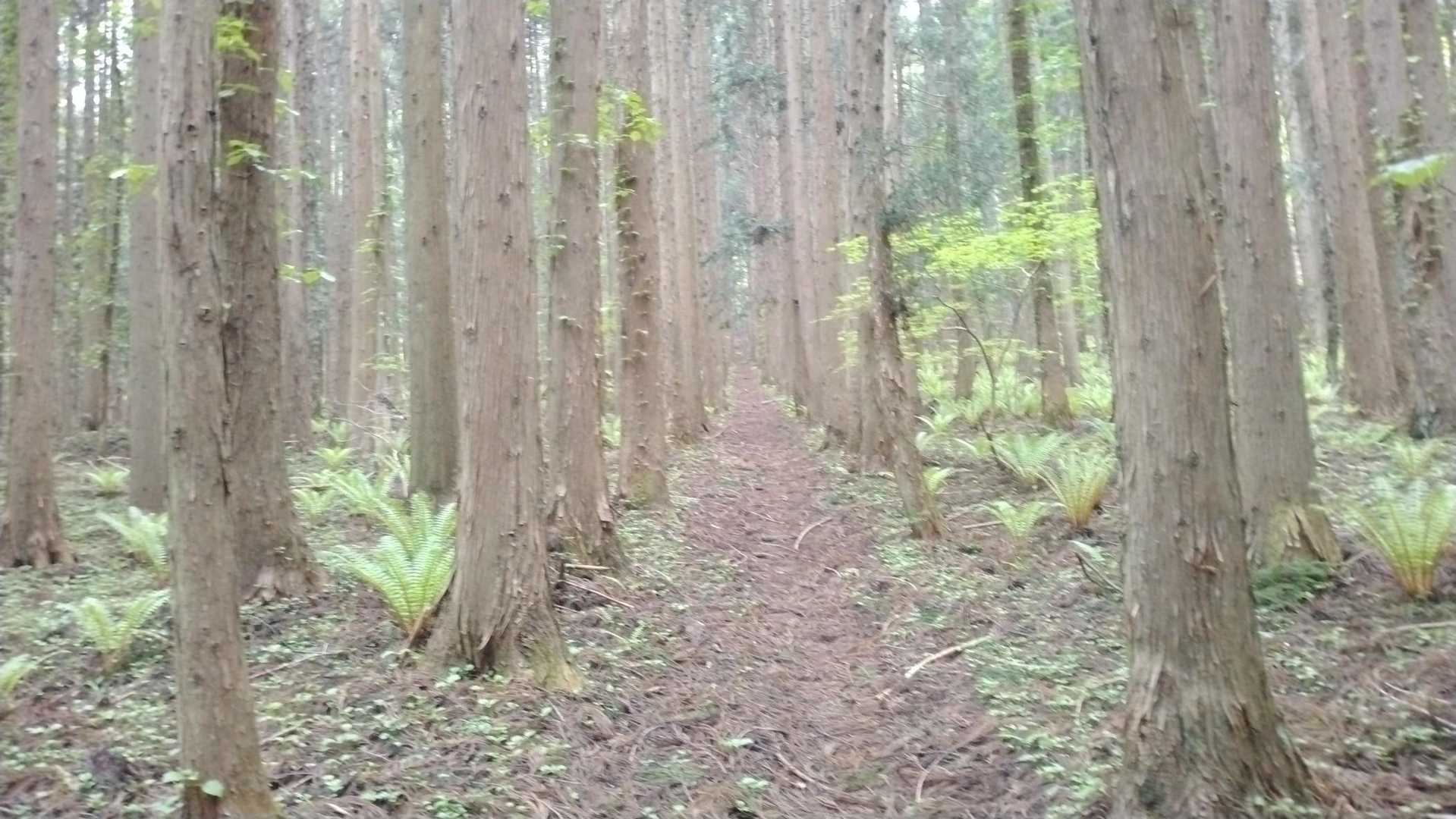 杉林の中の一本道。