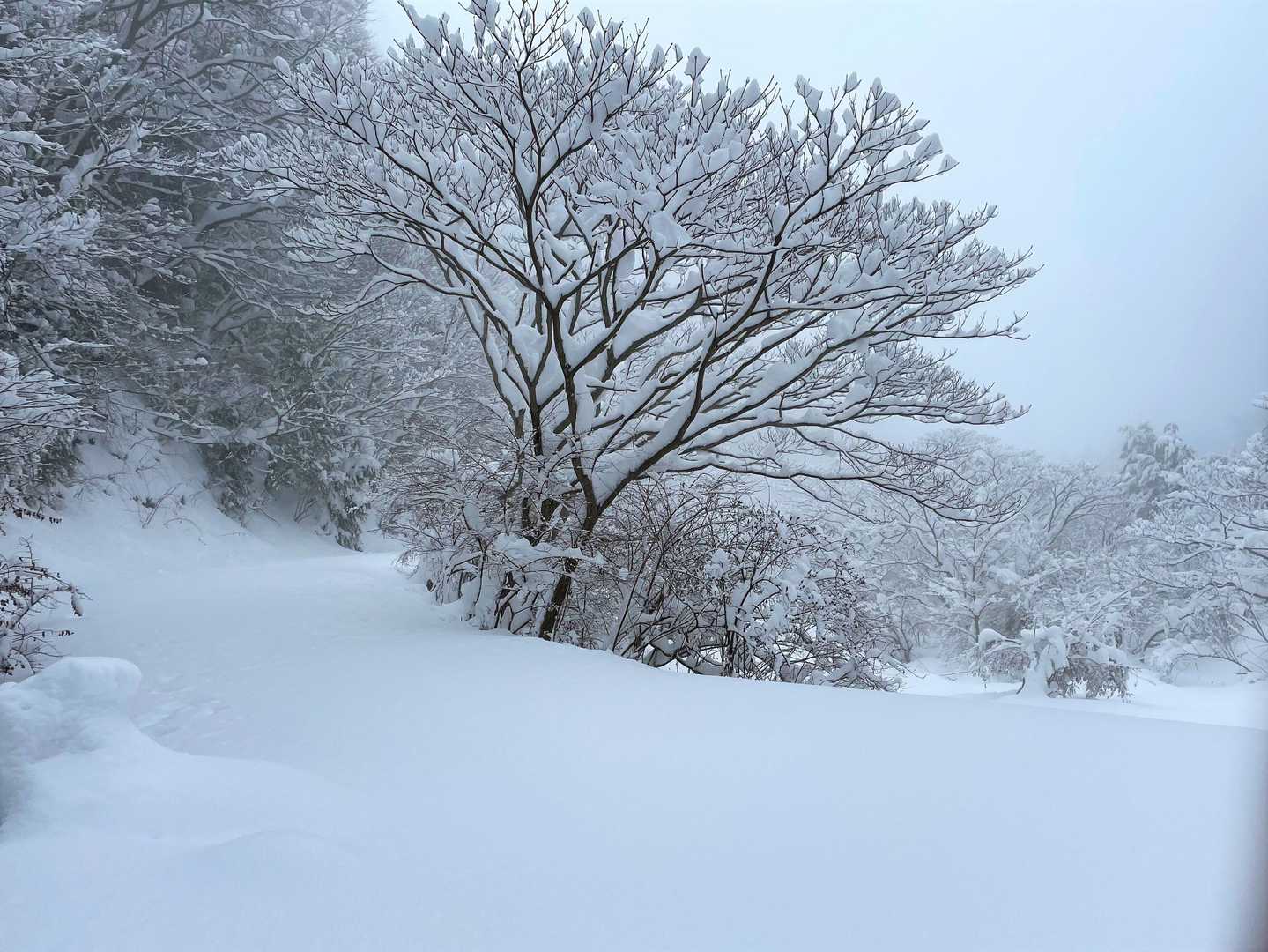 幻想的な雪景色・・・👍