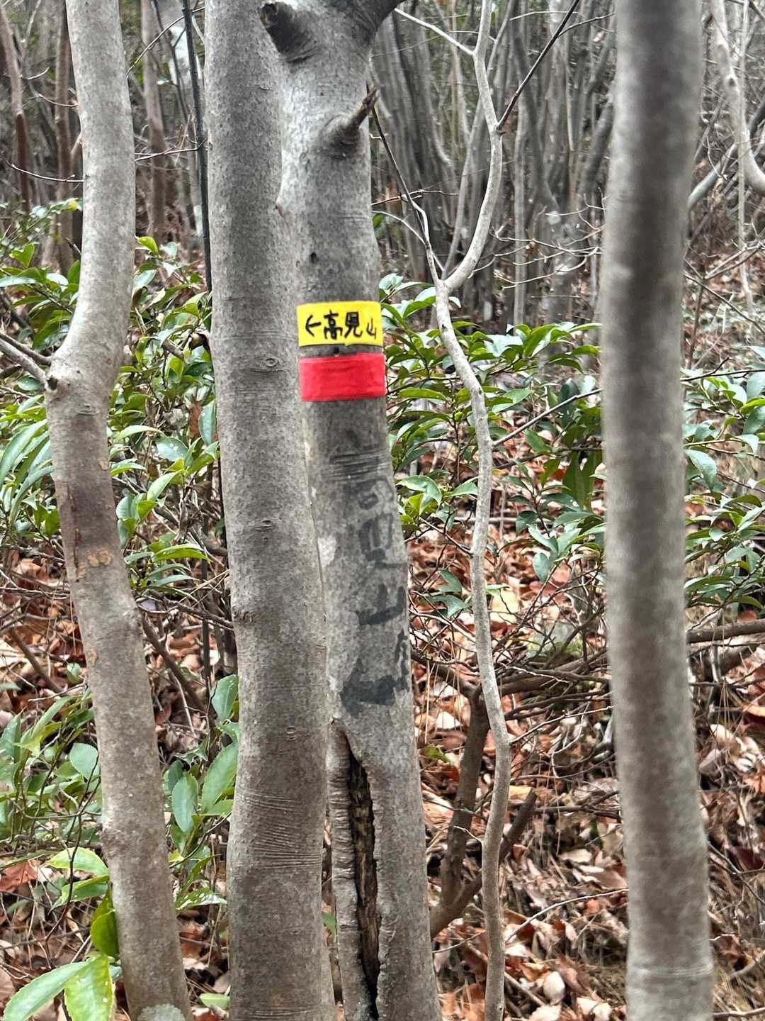 船倉山-高見山 縦走コースの写真
