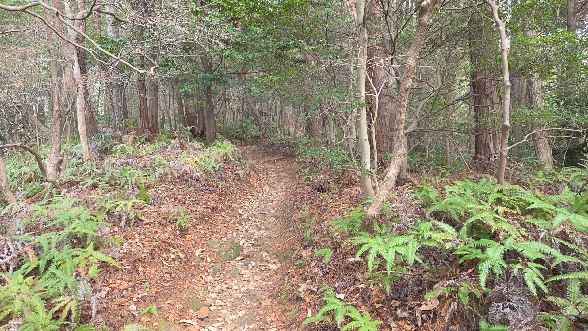 ここの登山道脇30cmくらいのところから、突然ヤマドリのメスが飛び立ちビビる！
思わず奇声をあげてしまった💦
多分前後近い距離に登山者いたから何事かと思っただろう🤪