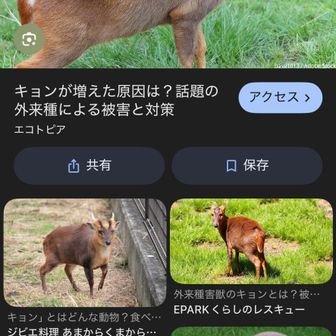 ところで千葉はキョンだらけと何かのニュースで聞いただけで、どんな見た目か知らないので画像検索🧐

さっきのは白い点々あったし、キョンじゃなくシカだな🦌でもこんな尻尾のが走り去るのも見かけたな🤔