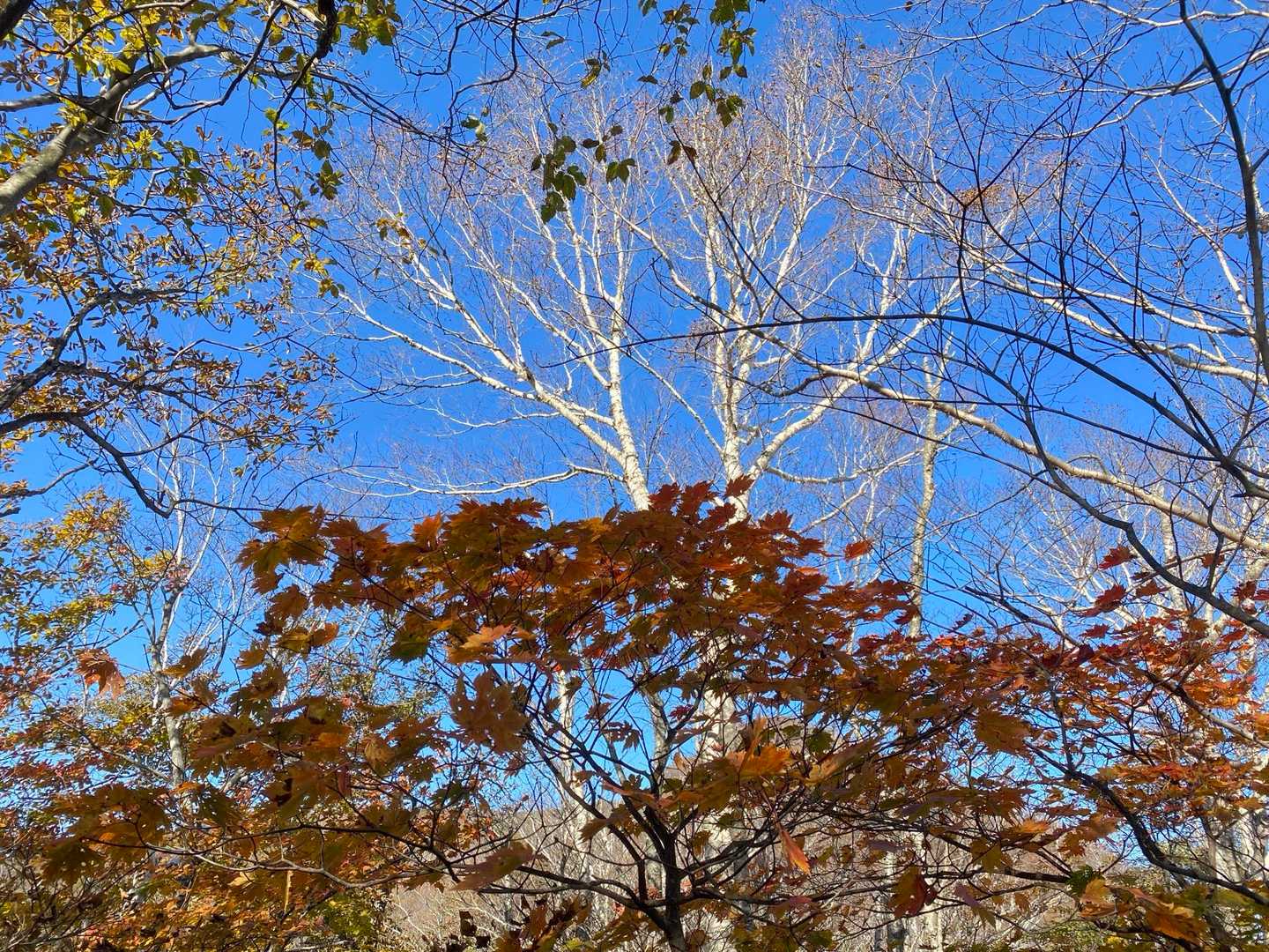 ダケカンバと紅葉🍁