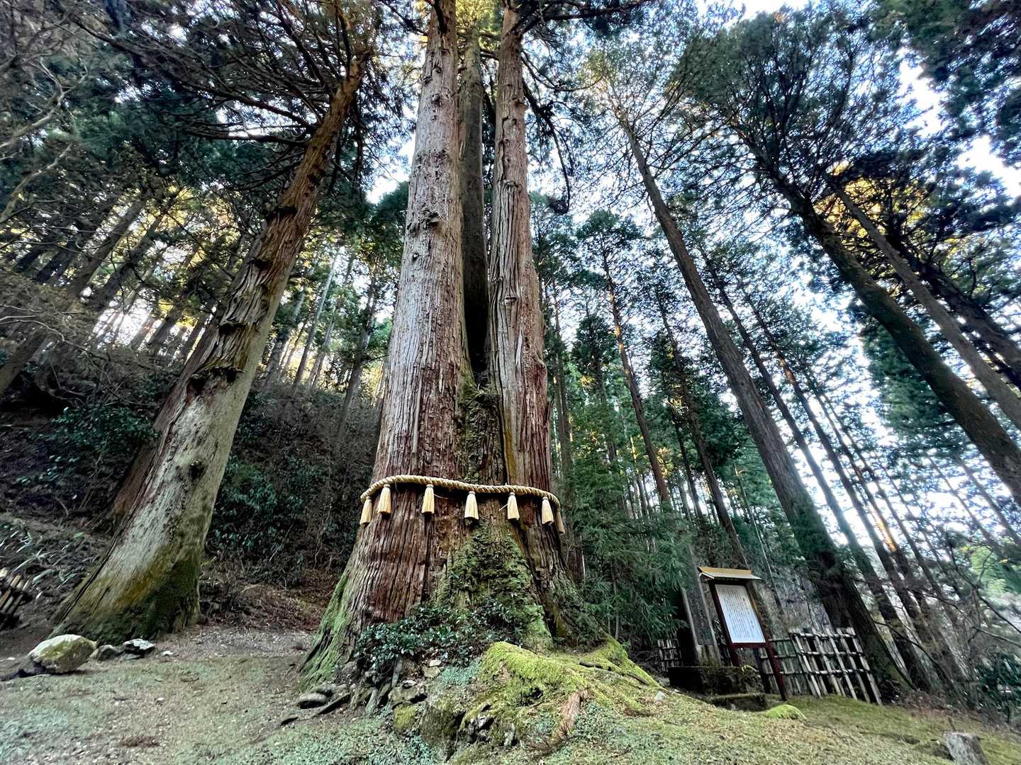 御神木の三本杉🌲