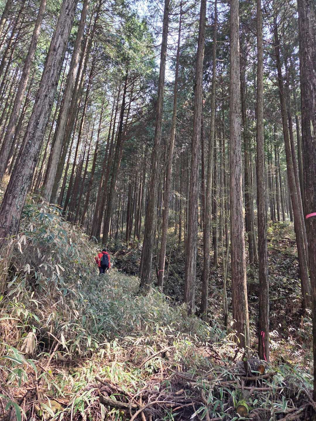 こんな道
あまり誰も行かなさそうだけど、道はありました。