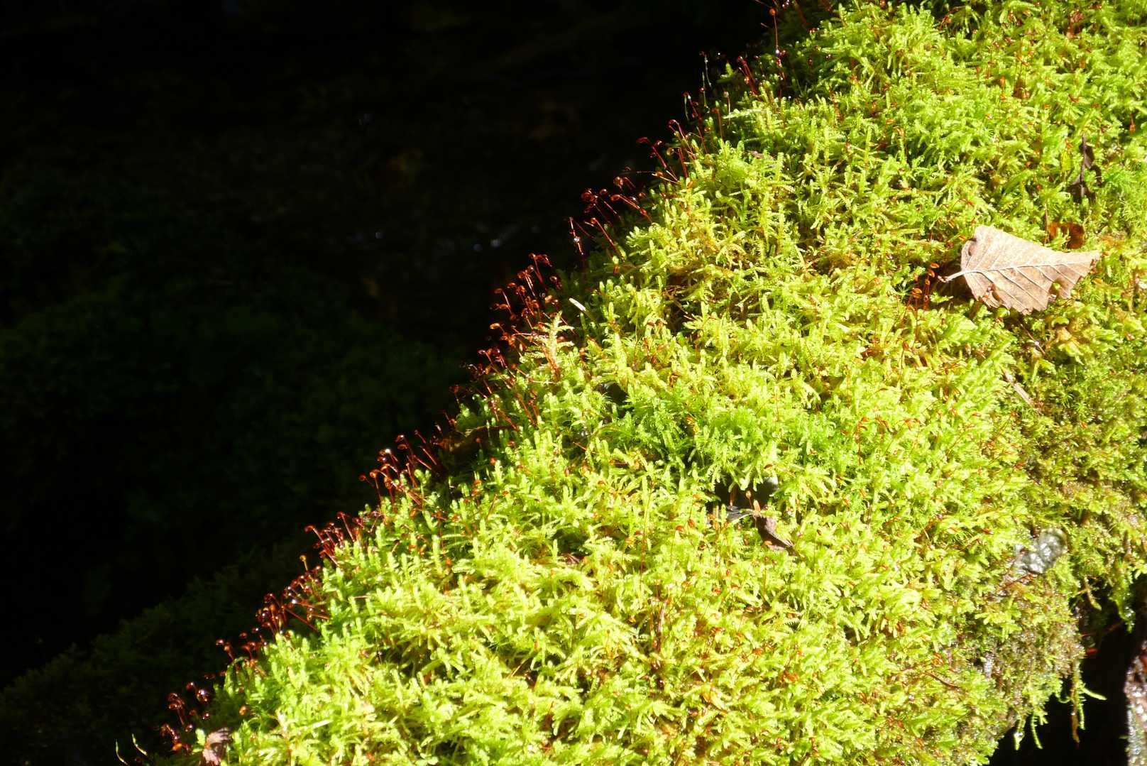 苔ワールド8