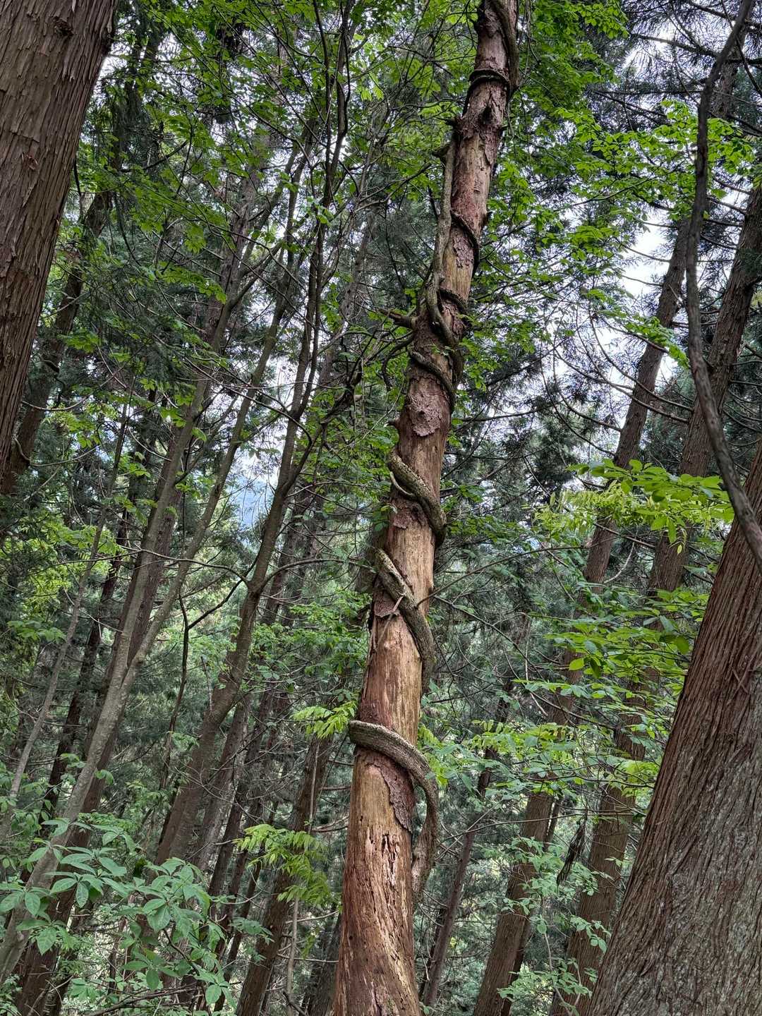 蔓も負けじと右巻き