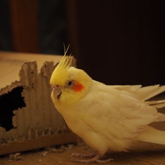 ぱっつぁん（ぴよぴよ）