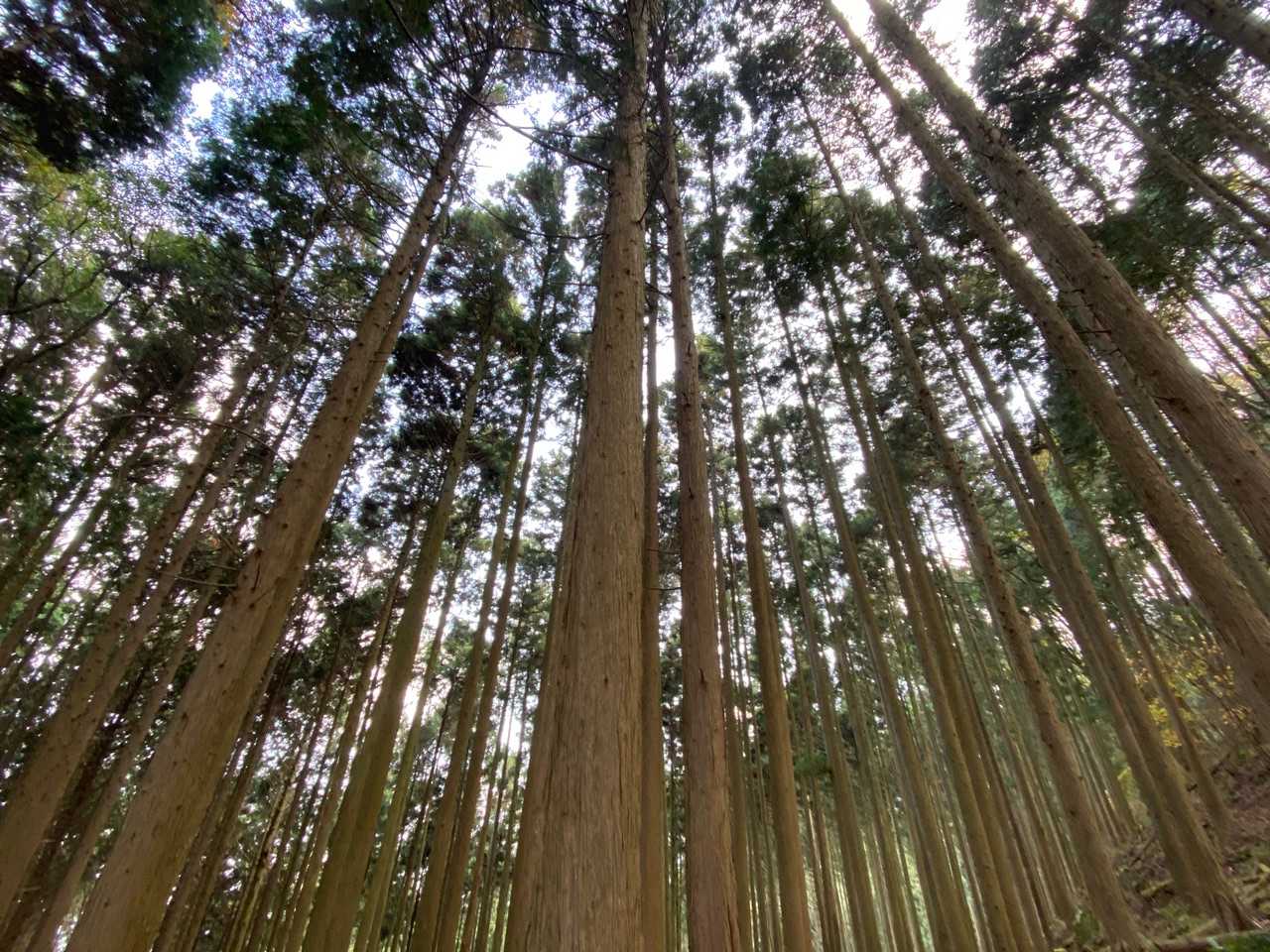 天に向かって真っすぐに…