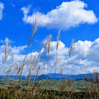 笠戸も素敵だけど…
秋吉ランの醍醐味はやはり💕
この景色の中をラン🎵🎶
ですよ〜(⁠θ⁠‿⁠θ⁠)👍
楽し過ぎますよね〜

今は爽快な中にも、🌾ススキが
秋の寂しさを…
感じさせてくれますね
