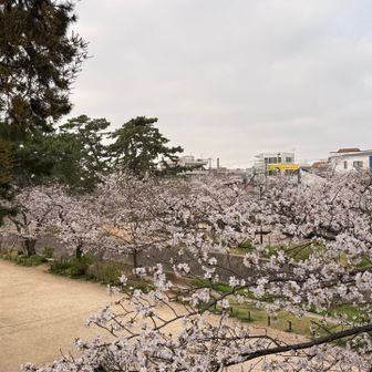 苦楽園口駅から川沿いに海まで