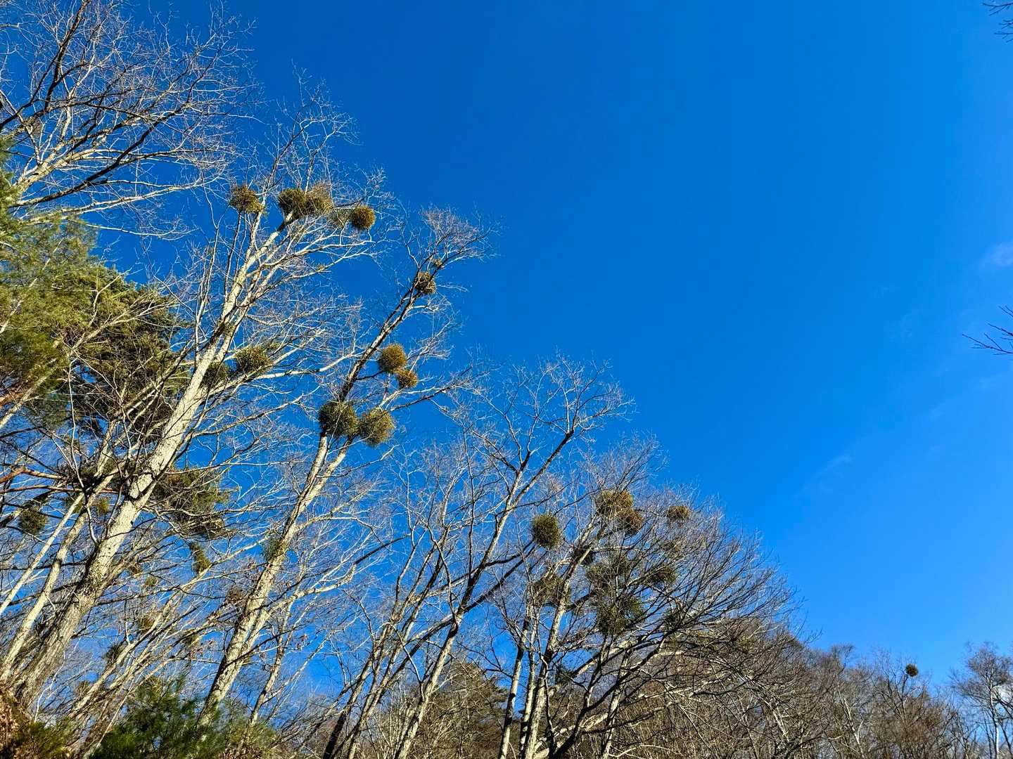 ヤドリギ？