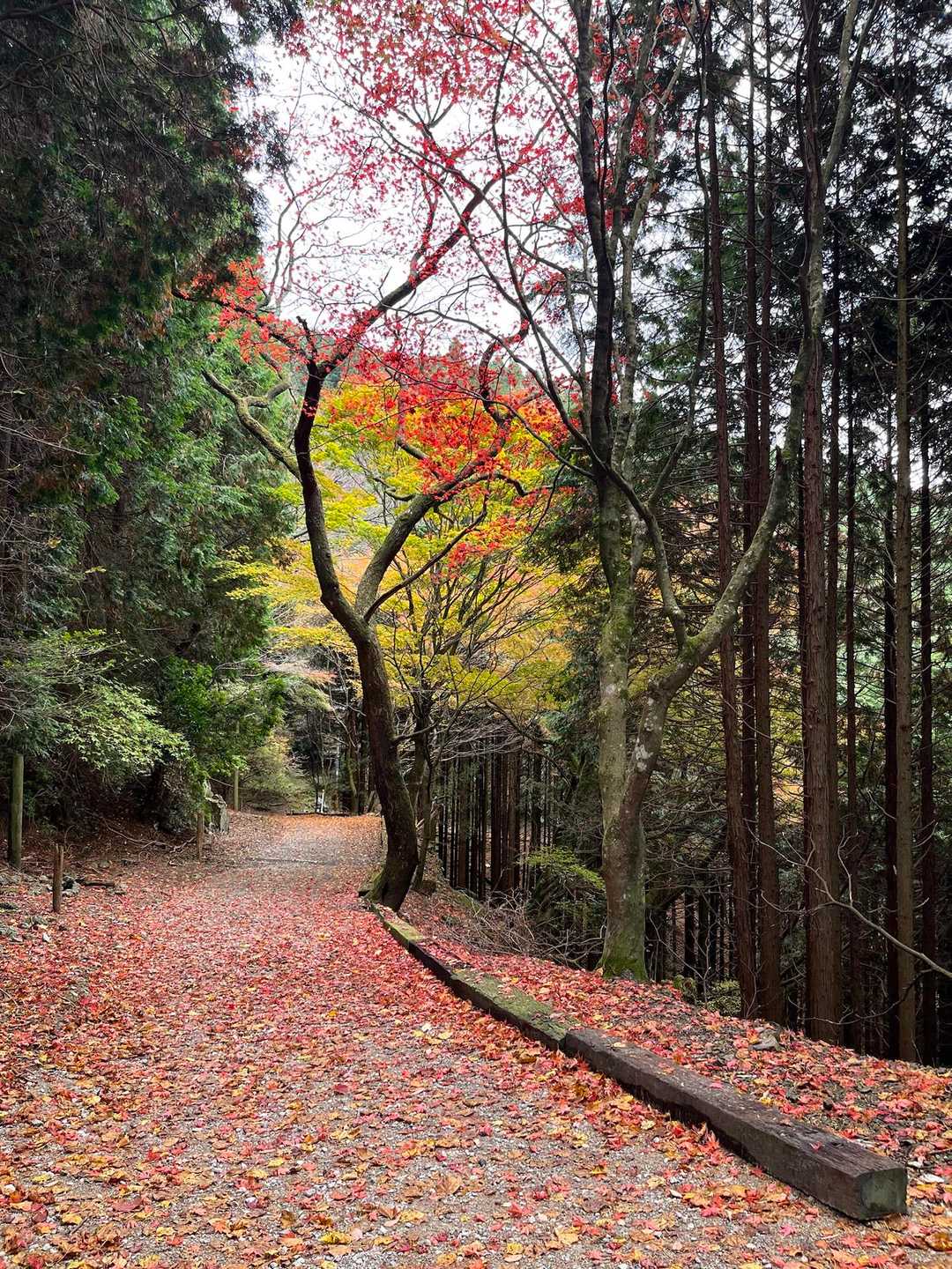 比叡山 | 歴史と自然が交わる、京都北山の縦走路の写真