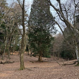 美しい姿の檜
こんなふうに一本だけで立つのも珍しい