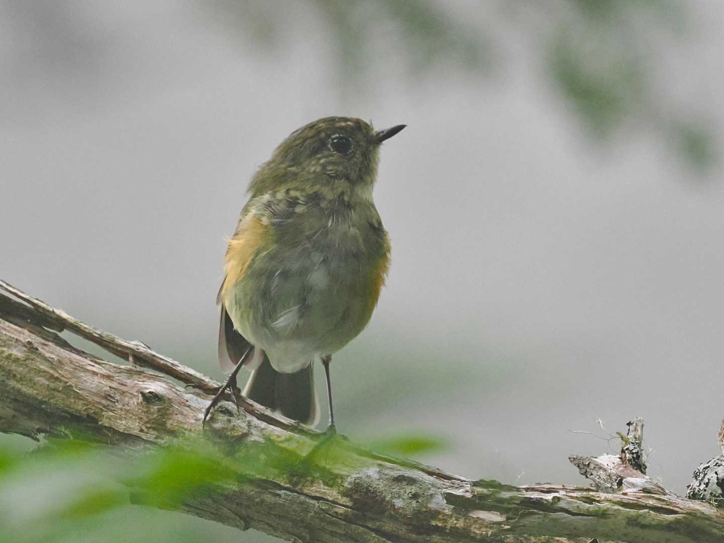 ルリビタキ幼鳥です