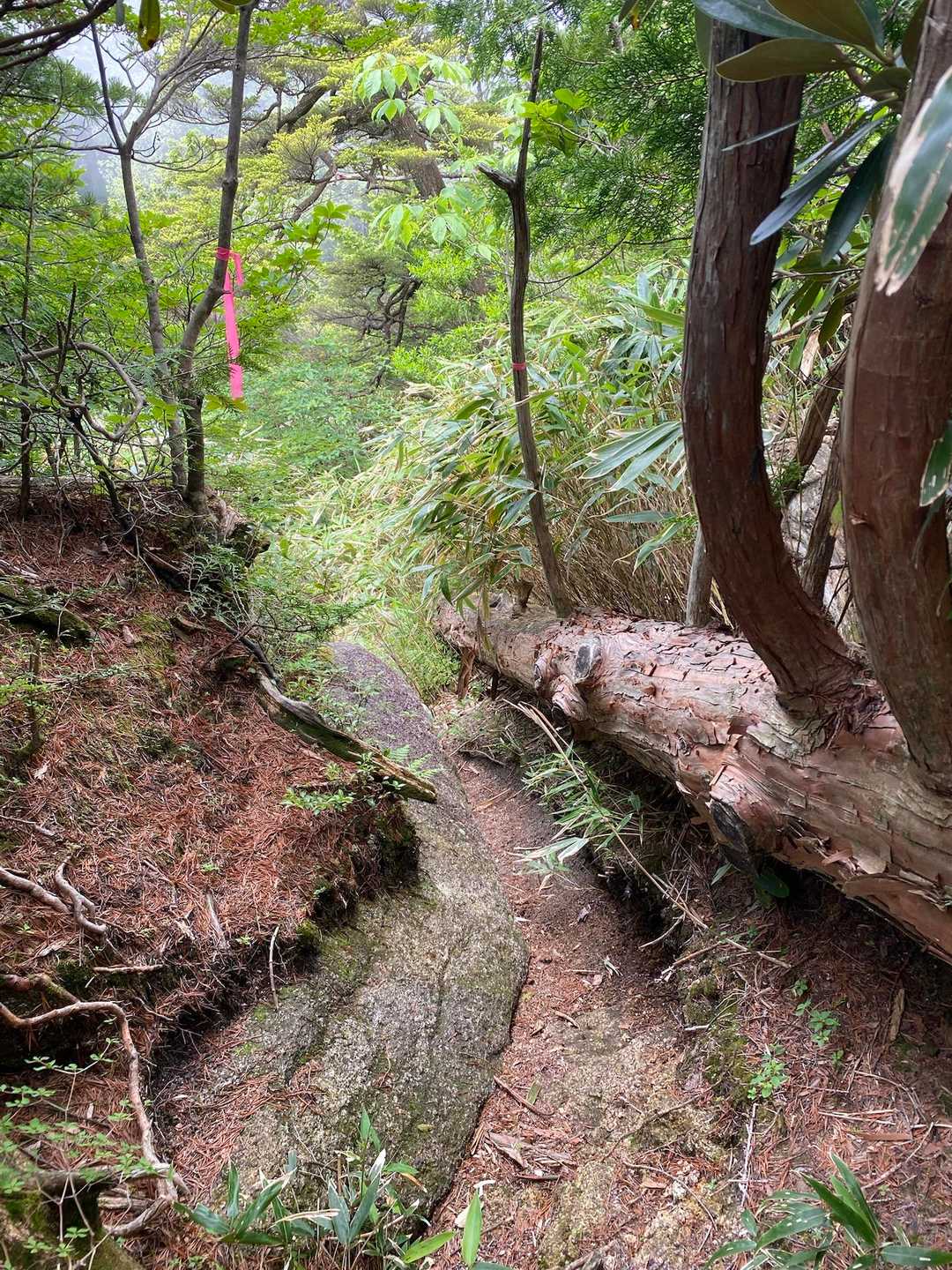 上の原駐車場登山口-南木曽岳 往復コースの写真