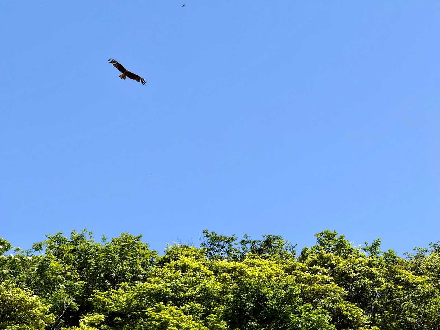 大きな鳥が何羽も飛んでました…トンビだそうです