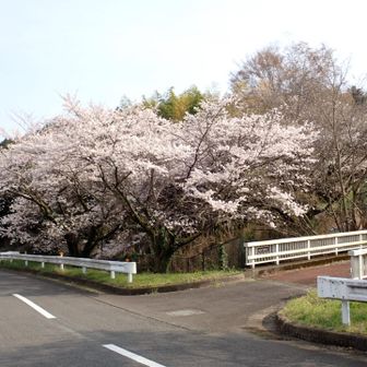 サクラのお花見も出来ました。