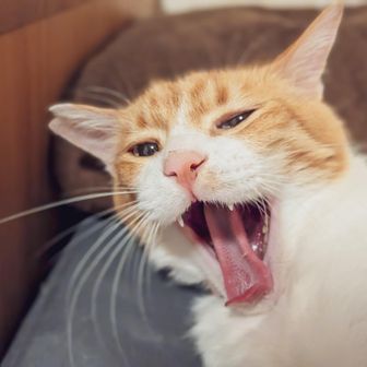 はるぽこ