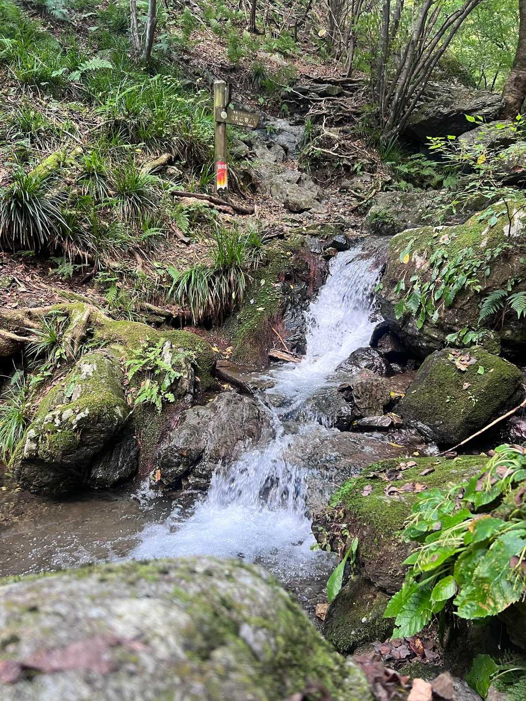 白谷沢登山口-権次入峠-棒ノ嶺 往復コースの写真