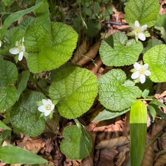竜王山への道は緩やかな散歩道で、コバノフユイチゴが、目を惹きます。この花も、ルート全般で、所々咲いてます。